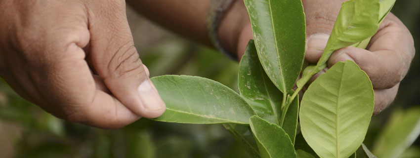 Technical advice at Gramen Manos revisando plantas para ofrecer asesoramiento