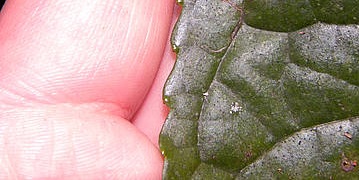 Integrated Pest Management Mano sosteniendo hoja y observando con detalle
